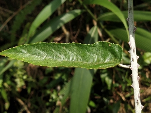 Rubus swinhoei iNat (1)