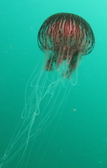 Chrysaora pentastoma