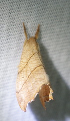 Drepana bilineata