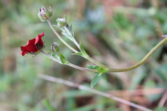 Potentilla haematochrous