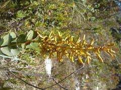 Vochysiaceae