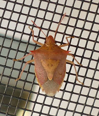 Euschistus ictericus