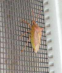 Euschistus ictericus