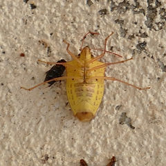 Euschistus ictericus