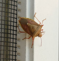 Euschistus ictericus