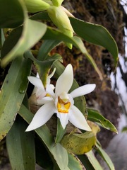 Coelogyne nitida