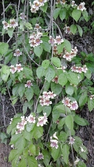 Bignonieae