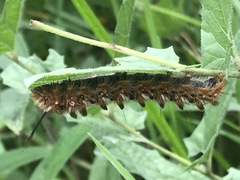 Apatelodidae