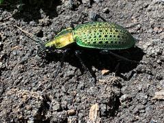 Carabus smaragdinus