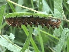 Apatelodidae
