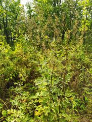 Thalictrum flavum