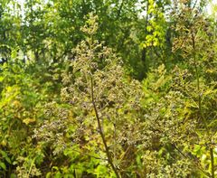 Thalictrum flavum