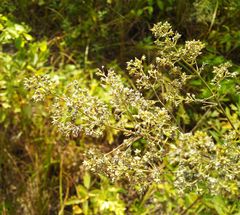 Thalictrum flavum