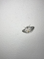 Conchylodes concinnalis