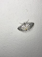 Conchylodes concinnalis