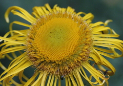 Inula