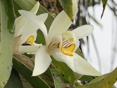 Coelogyne nitida