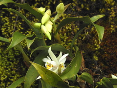 Coelogyne nitida
