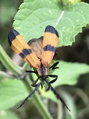 Calopteron terminale