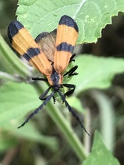 Calopteron terminale