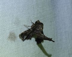 Penicillaria dorsipuncta