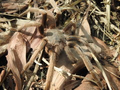 Selenocosmiinae