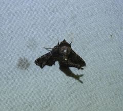 Penicillaria dorsipuncta