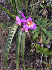 Sobralia dichotoma