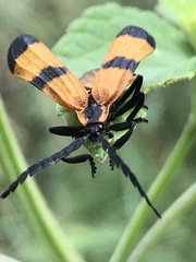 Calopteron terminale