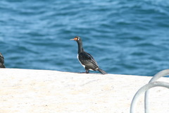 Leucocarbo magellanicus