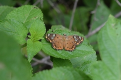 Coladenia indrani