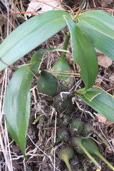 Prosthechea varicosa