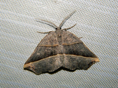 Metanema determinata