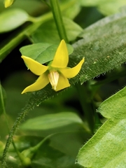Lysimachia capillipes