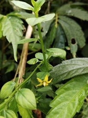 Lysimachia capillipes