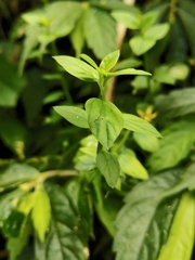 Lysimachia capillipes