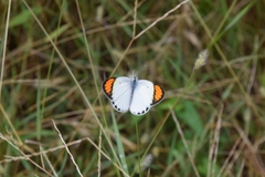 Colotis etrida
