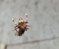 Araneidae