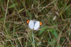 Colotis etrida