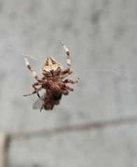 Araneidae