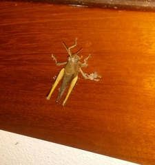 Abracris flavolineata