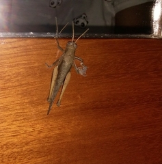 Abracris flavolineata