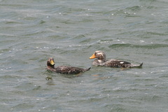 Tachyeres brachypterus