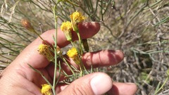 Porophyllum scoparium