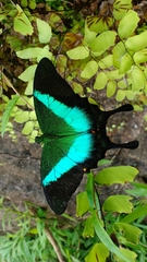 Papilio buddha