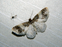 Hydrelia lucata