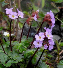 Primula vaginata