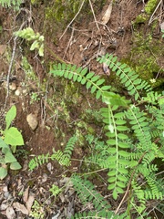 Astragalus guatemalensis
