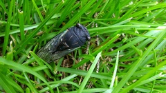 Neotibicen lyricen engelhardti