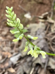 Astragalus guatemalensis